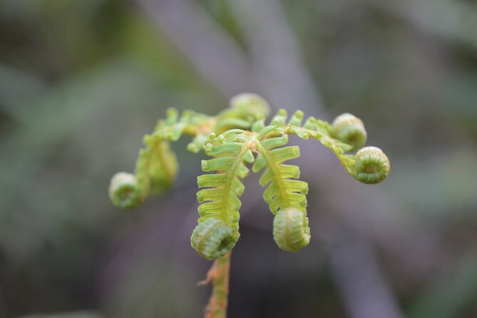 Cruise & Rainforest Walk - Franz Josef Glacier - What your guide teaches you on the walk (and why it sticks)