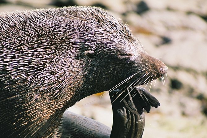 Cruise, Walk, and Sail in Abel Tasman National Park - 10.30 am water taxi: Split Apple Rock and island wildlife chances
