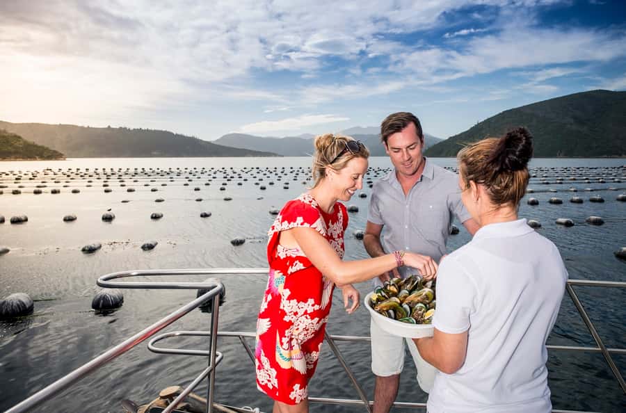 Depart Picton: Marlborough Sounds Afternoon Seafood Cruise - Key things you should notice