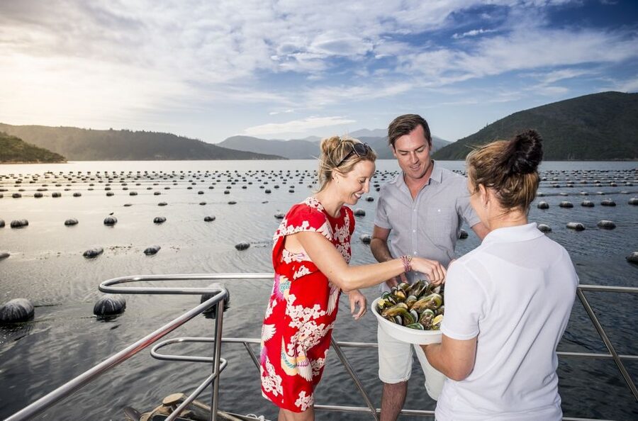 Depart Picton: Marlborough Sounds Afternoon Seafood Cruise - Timing and logistics, where people often get stressed