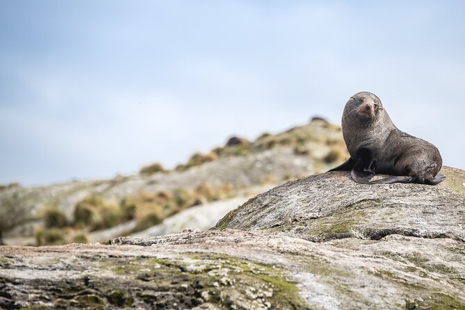 Doubtful Sound Wilderness Cruise from Queenstown - Weather, Packing, and Comfort Tips for Fiordland’s Mood Swings