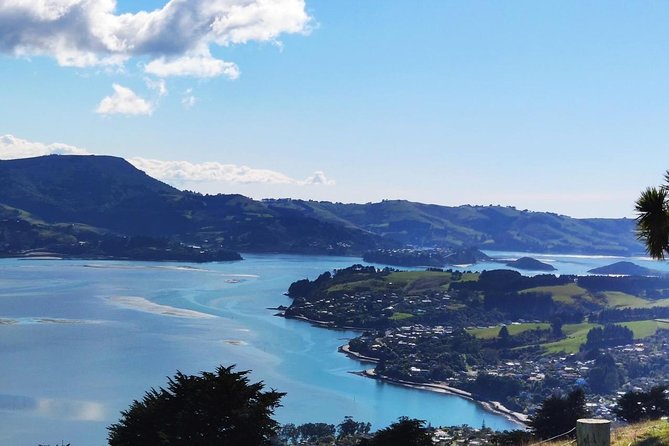 Dunedin City and Coastal Views 3-Hour Small-Group Guided Tour - Weather, comfort, and the stuff you need to know before you go