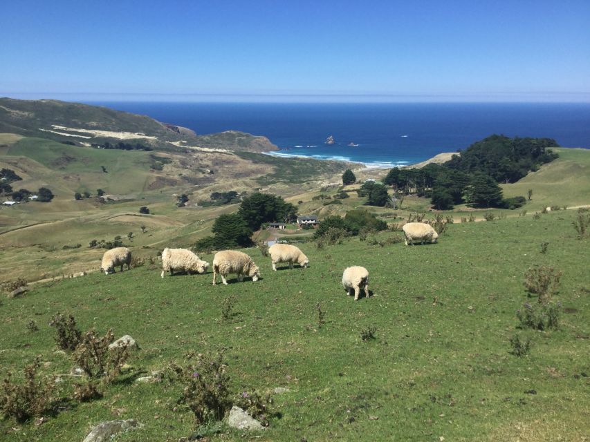 Dunedin: City Highlights and Otago Peninsula Scenery - Royal Albatross Centre: where windy skies actually help