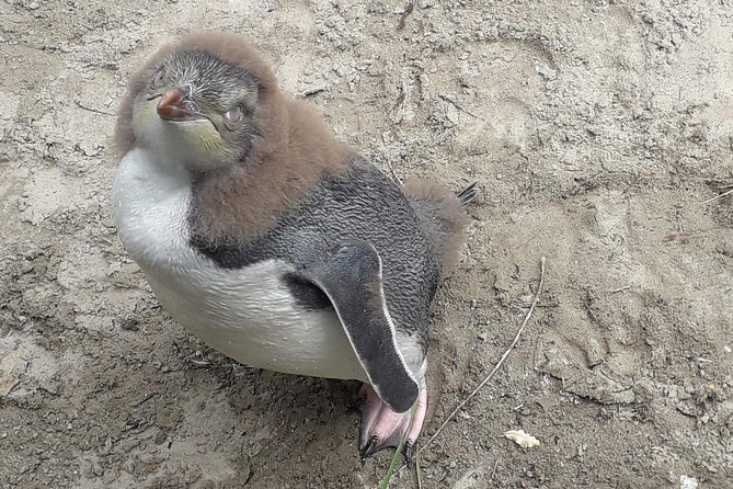 Dunedin City Highlights, Otago Peninsula Scenery & a Guided Penguin Reserve Tour - OPERA Penguin Reserve: what the guided walk is really like