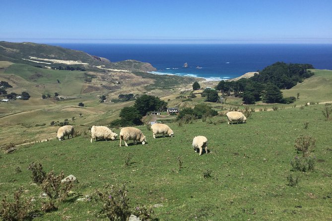 Dunedin City Highlights, Otago Peninsula Scenery & a Guided Penguin Reserve Tour - Dunedin Railways: the quick photo stop you’ll remember