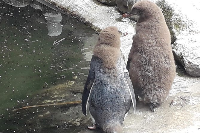 Dunedin City Highlights, Otago Peninsula Scenery & a Guided Penguin Reserve Tour - Who Should Book This Dunedin and Penguins Tour