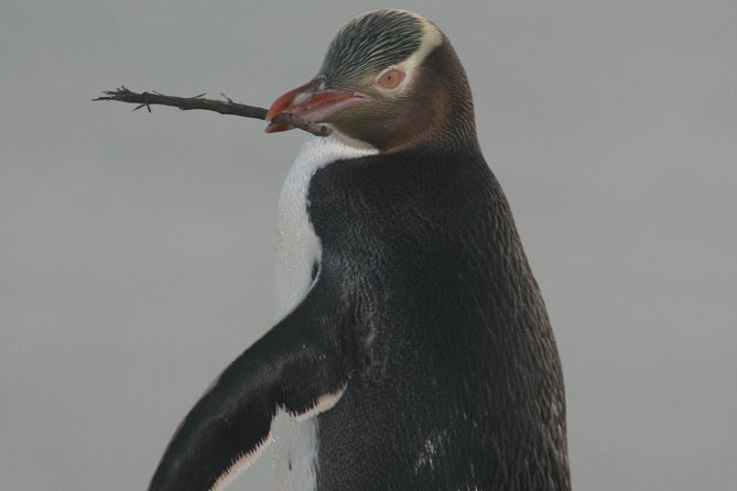 Dunedin City Highlights, Otago Peninsula Scenery & a Guided Penguin Reserve Tour - Otago Peninsula scenery: 3 hours of photo stops and sea-air timing
