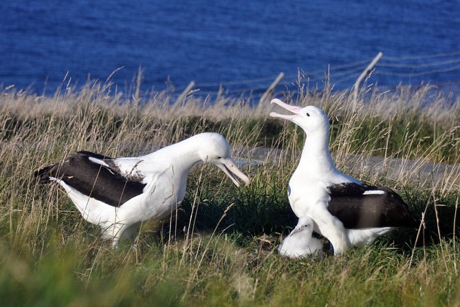 Dunedin City Highlights, Otago Peninsula Scenery & Albatross Guided Tour - Key highlights you’ll remember