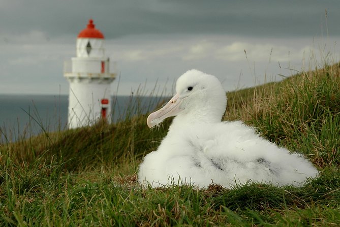 Dunedin City Highlights, Otago Peninsula Scenery & Albatross Guided Tour - Dunedin landmarks: Baldwin Street’s neighbor stops and the Railways photo moment
