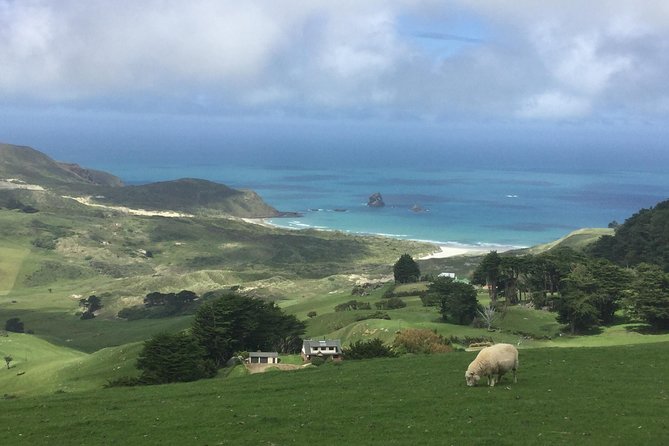 Dunedin City Highlights, Otago Peninsula Scenery & Albatross Guided Tour - Timing and pacing: what a 6-hour day feels like in real life