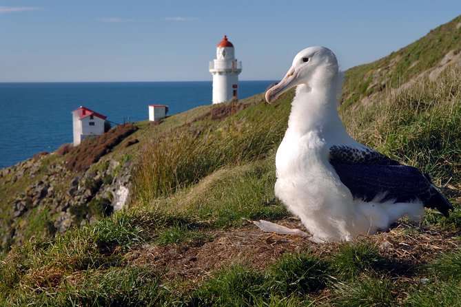 Dunedin City Highlights, Otago Peninsula Scenery & Albatross Guided Tour - The Otago Peninsula drive: Portobello Road, Highcliff, and sea-air viewpoints