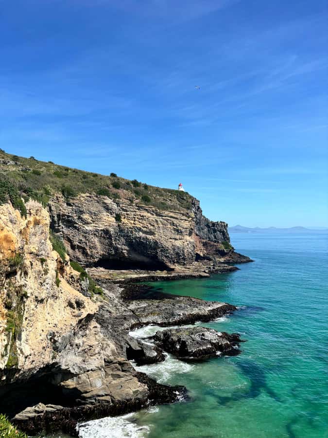 Dunedin City & Otago Peninsula Scenery Day Tour - Why this Dunedin plus Otago Peninsula loop works in 6 hours