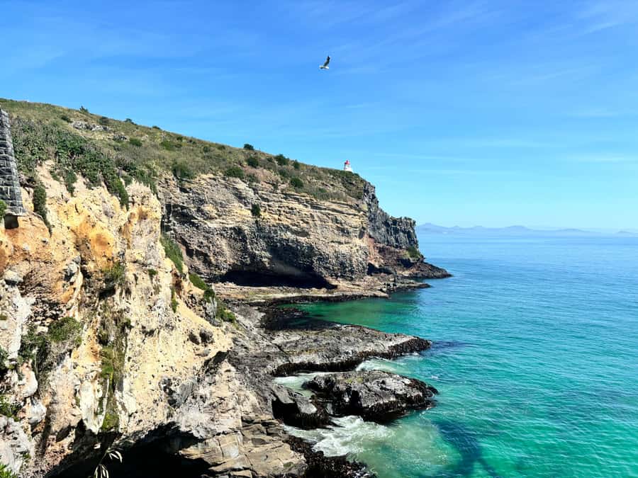 Dunedin City & Otago Peninsula Scenery Day Tour - Royal Albatross Centre, the Northern Royal Albatross focus