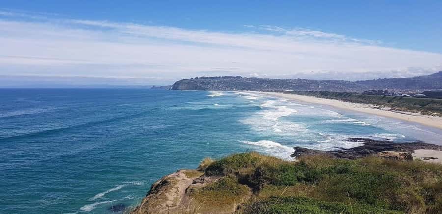Dunedin City & Otago Peninsula Scenery Day Tour - How the tour ends: city drop-off or return to Port Chalmers