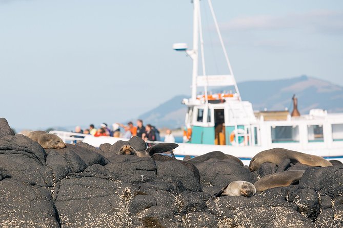Dunedin City to Sea Wildlife Cruise + Peninsula Bus Tour - Starting in Dunedin, then going land and sea