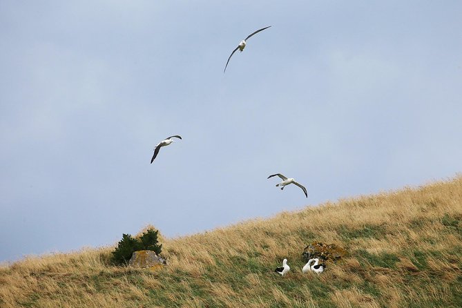 Dunedin City to Sea Wildlife Cruise + Peninsula Bus Tour - Otago Peninsula by bus: guide commentary during Oct to Apr