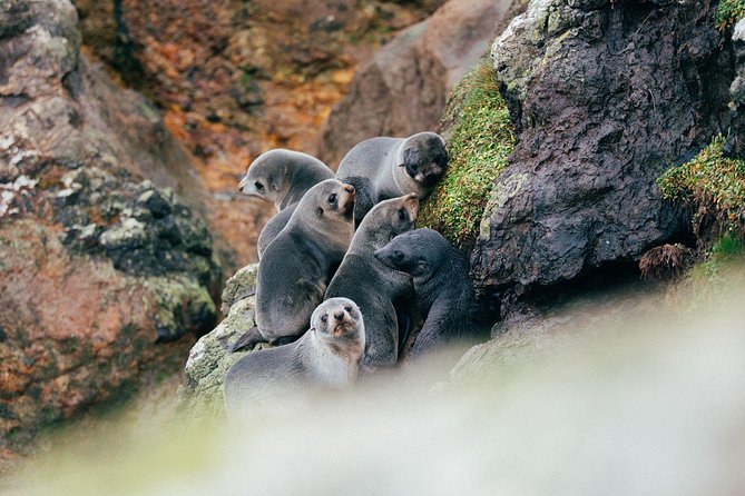 Dunedin City to Sea Wildlife Cruise + Peninsula Bus Tour - The 4:00 pm timing and why the afternoon feels relaxed