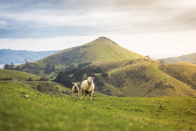 Dunedin City to Sea Wildlife Cruise + Peninsula Bus Tour - What to bring for the best viewing