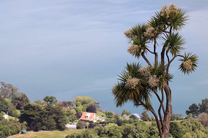 Dunedin City, Wildlife and Larnach Castle - Allans Beach and Taiaroa Head: seals, sea lions, and the penguin reality check