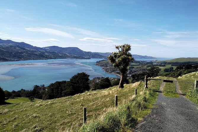 Dunedin City, Wildlife and Larnach Castle - Why the guide and the small group matter more than you expect