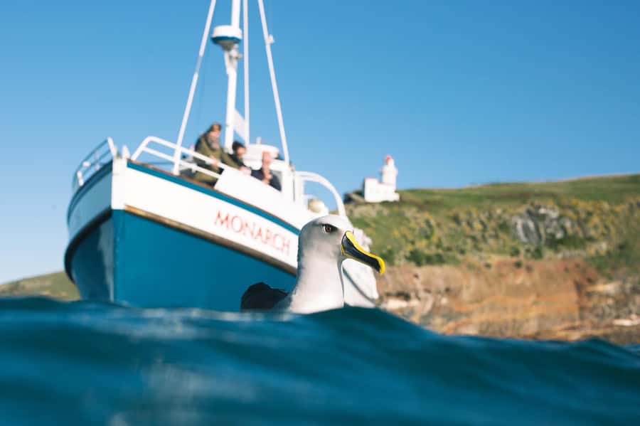 Dunedin: Monarch - One Hour Wildlife Cruise - Key things that make this cruise worth your time