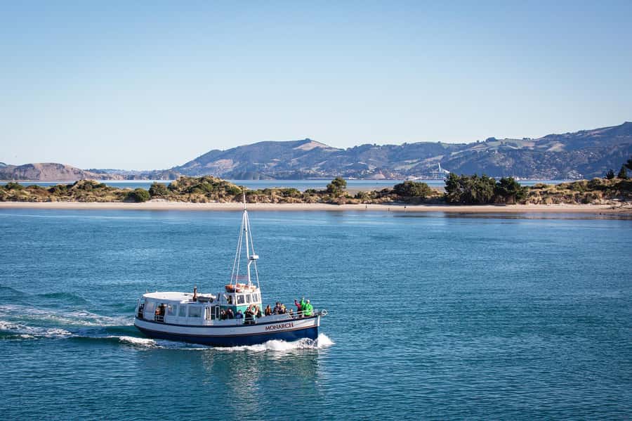 Dunedin: Monarch - One Hour Wildlife Cruise - Aramoana Beach tidal sandflats: sea lions in plain view