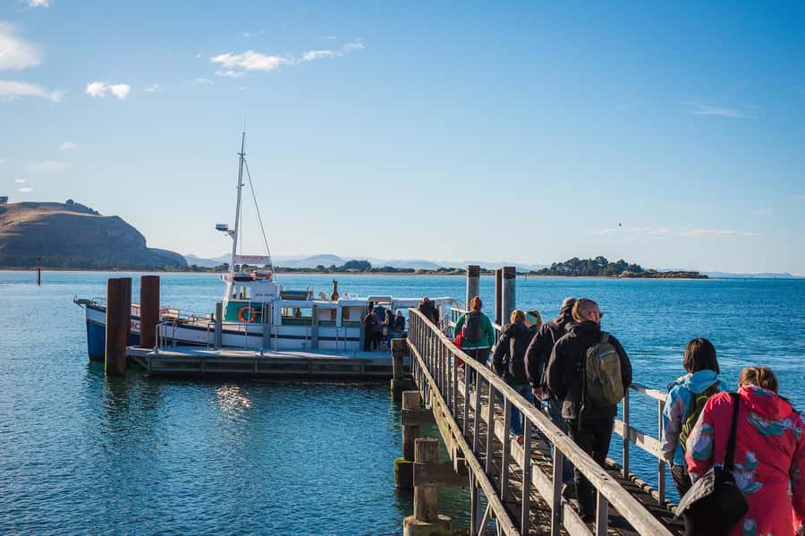 Dunedin: Monarch - One Hour Wildlife Cruise - Taiaroa Head lighthouse and the royal albatross viewing moment