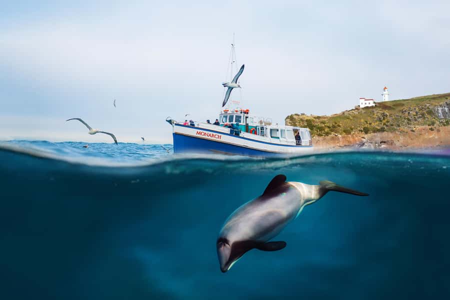 Dunedin: Monarch - One Hour Wildlife Cruise - New Zealand fur seals: sleep, fight, play, then swim