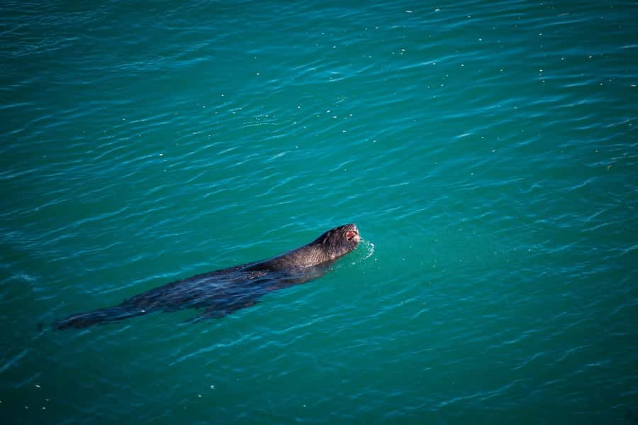 Dunedin: Monarch - One Hour Wildlife Cruise - Price and value: $41 for a guided wildlife education hour