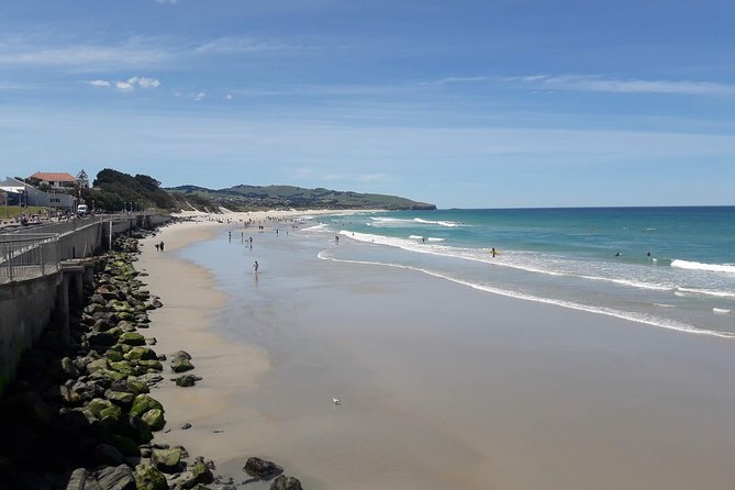 Dunedin Nature & City Tour – Full Day Cruise Excursion - Cruise-day comfort: how the bus and timing really work