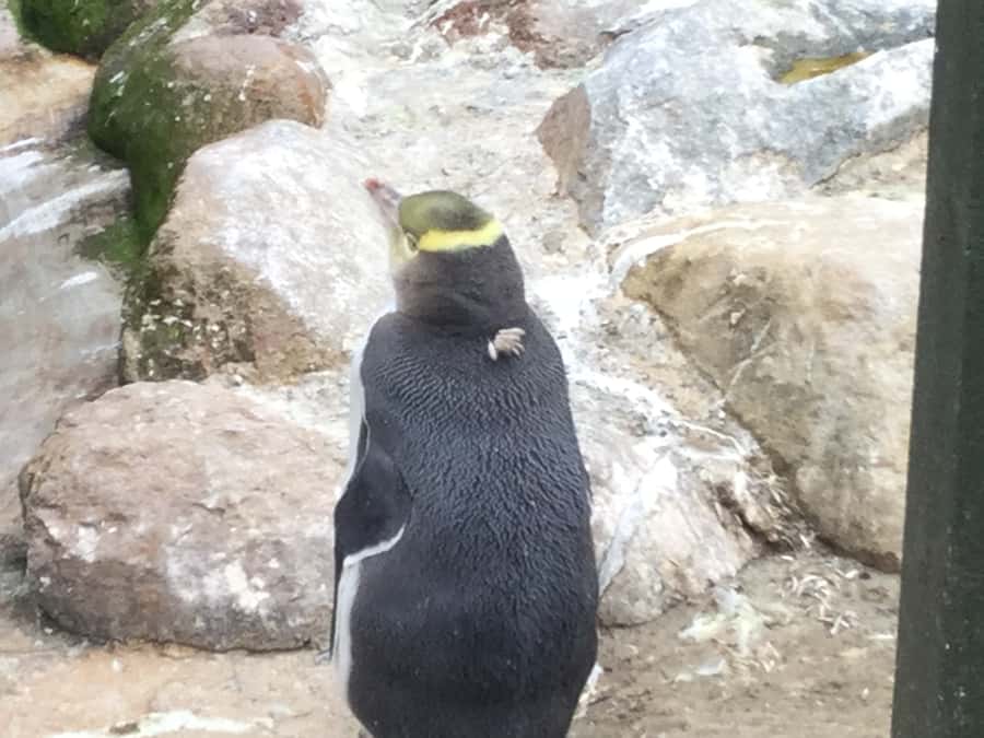Dunedin: Otago Peninsula with Guided Penguin Reserve Tour - Price and value: is $191 worth it?