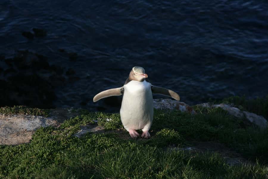 Dunedin: Otago Peninsula with Guided Penguin Reserve Tour - Port Chalmers to Dunedin City: a fast start with real local flavor