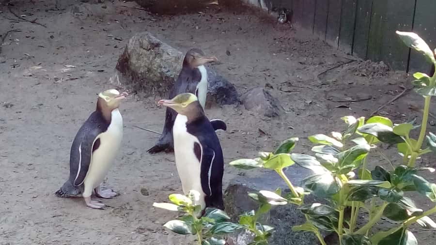 Dunedin: Otago Peninsula with Guided Penguin Reserve Tour - World’s steepest street and Dunedin lookouts: short stops, big payoffs