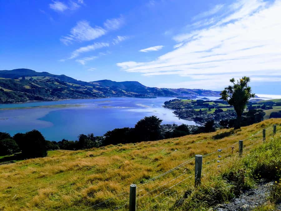 Dunedin: Peninsula with Lanarch Castle gardens & Olveston - Timing, Comfort, and What to Bring for a Half-Day That Moves
