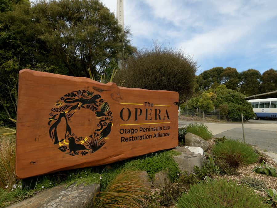 Dunedin: Wildlife and Penguin Tour - Quick hits before you book