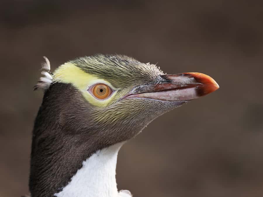 Dunedin: Wildlife and Penguin Tour - Where it starts: the 45 Pakihau Road theatre briefing