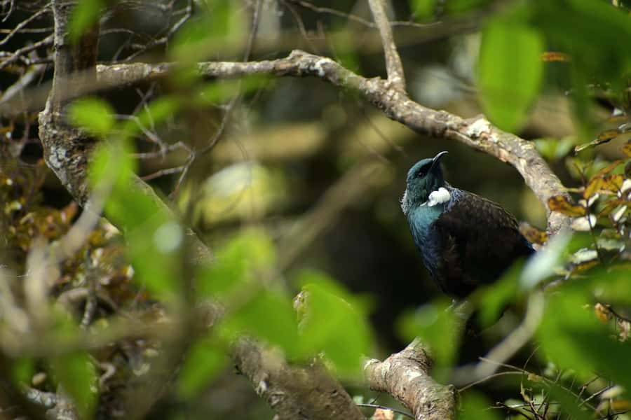Dunedin: Wildlife and Penguin Tour - Bus ride into the Otago Peninsula reserve