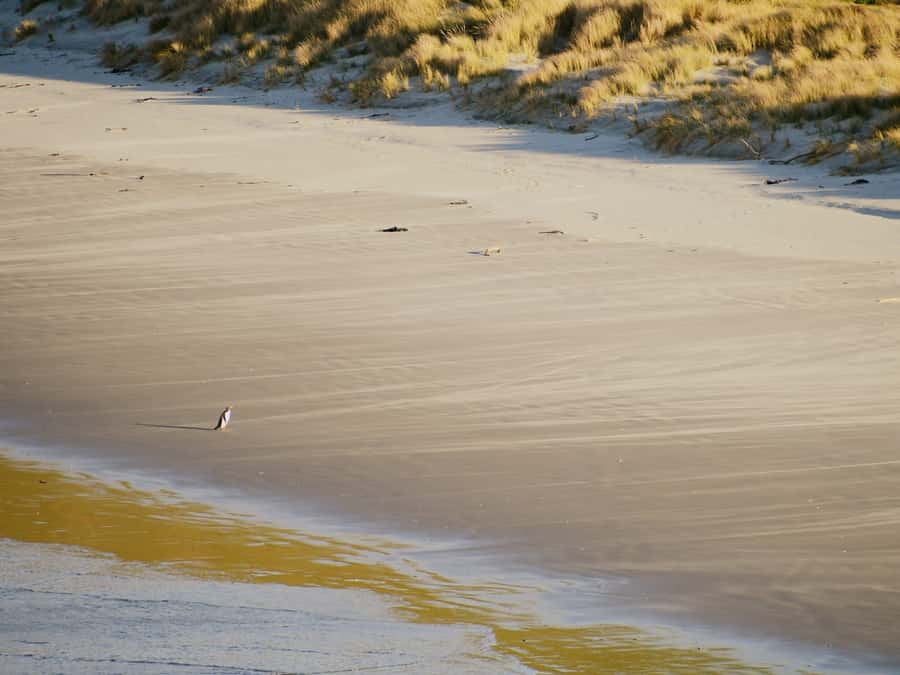 Dunedin: Wildlife and Penguin Tour - Price and value for a 90-minute conservation tour