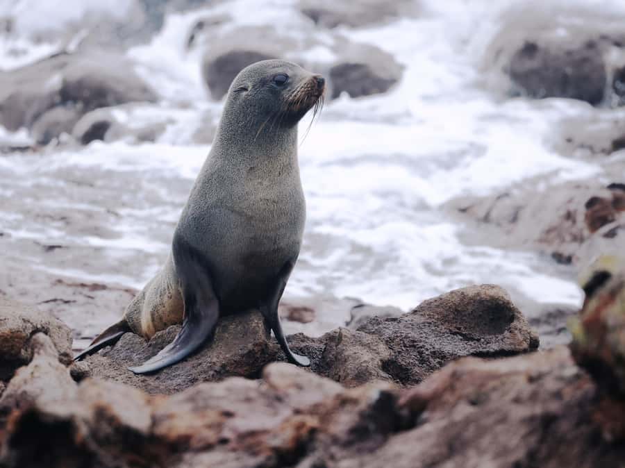 Dunedin: Wildlife and Penguin Tour - Small-group feel and guide energy