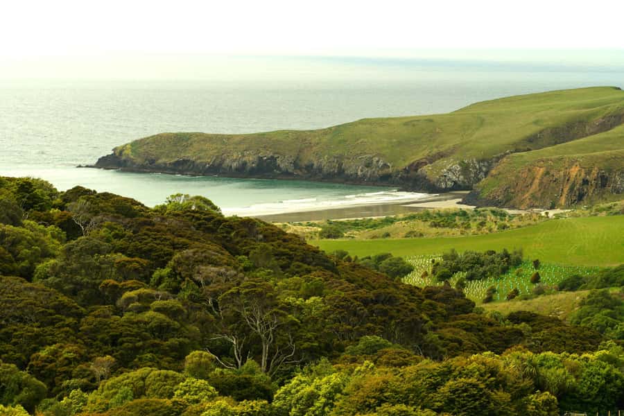 Dunedin: Wildlife and Penguin Tour - The rehabilitation centre stop, close enough to understand the stakes