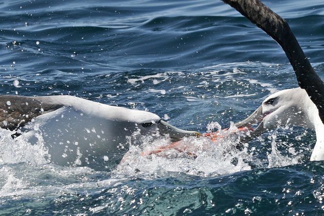 Dunedin Wildlife Cruise-Albatross, seals and harbour - How a small Dunedin Harbour cruise gets you close to Otago wildlife