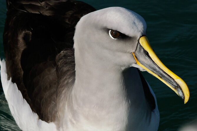 Dunedin Wildlife Cruise-Albatross, seals and harbour - What you get onboard, binoculars, jackets, restroom, and info sheets