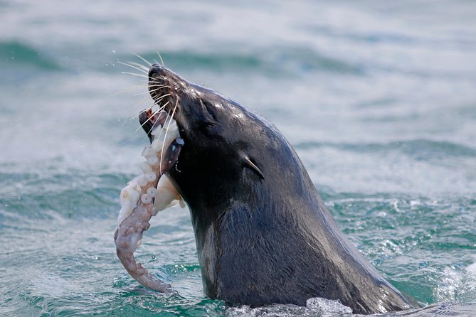 Dunedin Wildlife Cruise-Albatross, seals and harbour - Comfort and boat setup: indoor warmth, outdoor views, and sea spray