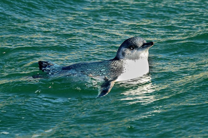 Dunedin Wildlife Cruise-Albatross, seals and harbour - Why the max 14-person group size matters for spotting birds