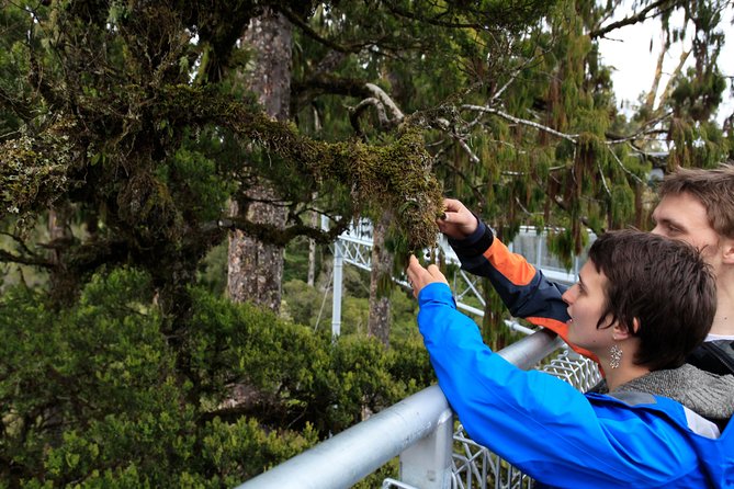 Explore Hokitika Gorge and Tree Top Walkway - Getting to the sites: Greymouth i-SITE pickup and a comfortable pace