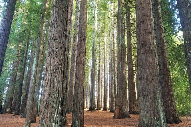 Explore The Lakes Tour - Stop 1: Hamurana Springs Nature Reserve and Its Redwood Calm