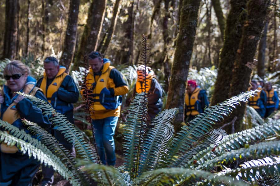 Fiordland: Jet Boat & Nature Walk Experience from Te Anau - Value Check: What $116 Really Buys You for 2 Hours