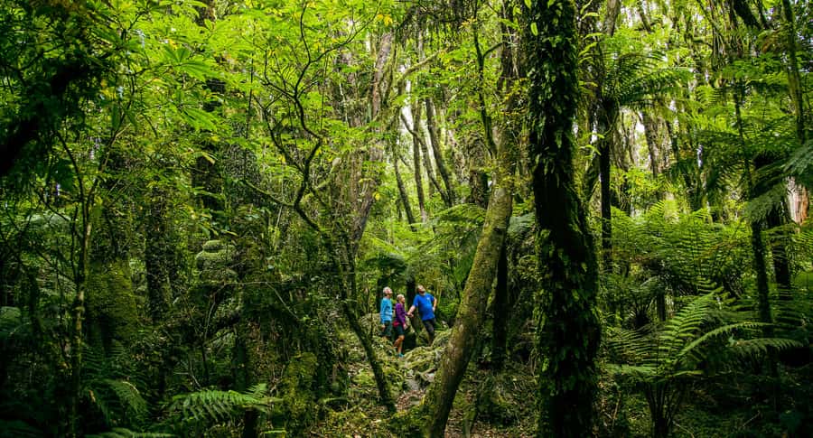 Fox Glacier: Half Day Walking & Nature Tour with Local Guide - Getting there: Franz Josef or Fox Glacier, and the timing that matters