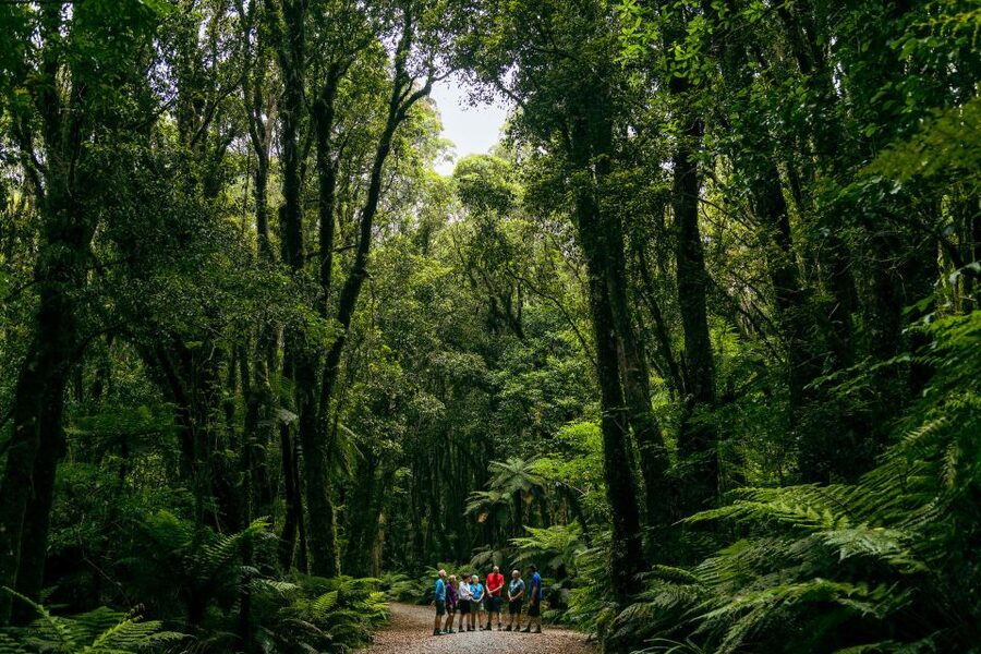 Fox Glacier: Half Day Walking & Nature Tour with Local Guide - Weather reality: the tour runs in rain, but you need to plan for it