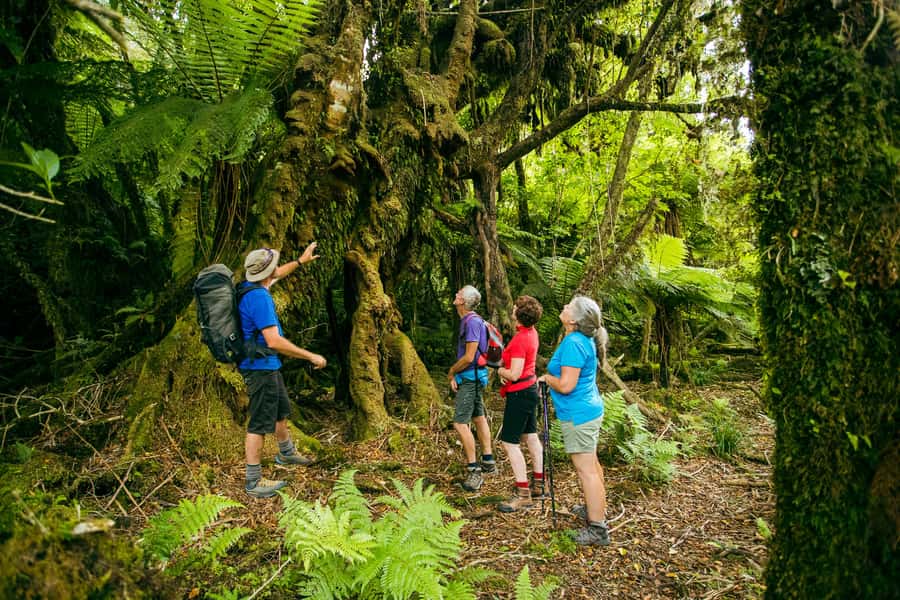 Fox Glacier: Half Day Walking & Nature Tour with Local Guide - Group size and pace: why the guide choice can change your afternoon